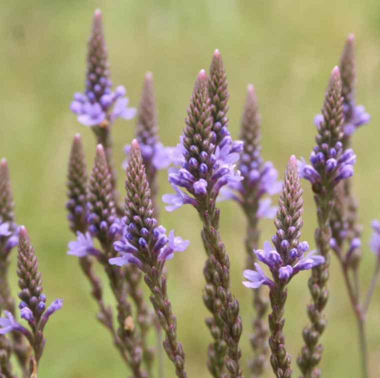 What We Grow — Garland's Garden